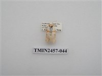 藏品(二斑叉紋苔蛾)的圖片